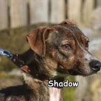 SHADOW, Hund zur Adoption