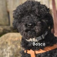 BOSCO, Hund zur Adoption