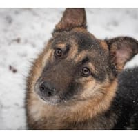 Cleopatra - wartet in 67663 Kaiserslaute, Hündin zur Adoption