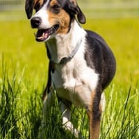 Bobi 💗 wartet in 99718 Greussen, Hund zur Adoption