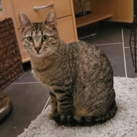 Kater Akari sucht sein Zuhause, Kater zur Adoption
