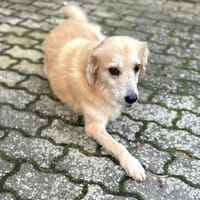 Wurstl - ist sehr zutraulich, Hund zur Adoption
