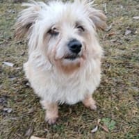 Lotte - liebt es zu schmusen, Hündin zur Adoption