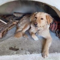 GINA 🧡🧡🧡 sucht Familienanschluss, Hündin zur Adoption