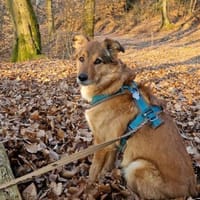 Lee sucht ein neues Zuhause, Hund zur Adoption