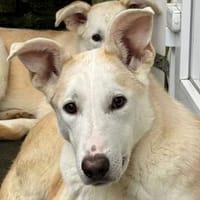 SEPPI-lieber,hübscher Jung-Rüde,59 cm, Hund zur Adoption