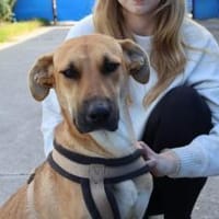 Zuhause gesucht für Janna, Hündin zur Adoption