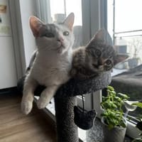 Schmusekatze ANNABELLE sucht!, Katze zur Adoption