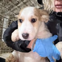 ❤🐾 KALEA, ca. 4 Mon., sehr anhänglich, Hündin zur Adoption