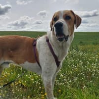 Buddy - Rüde in Deutschland, Hund zur Adoption