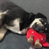 Finja sucht liebevolles zu Hause, Hündin zur Adoption