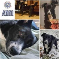 ANNI * unkompliziertes Hundekind, Hündin zur Adoption