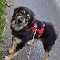 Aramis 💗 wartet in 31812 Bad Pyrmont, Hund zur Adoption
