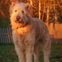 Messi - Toller Charakterhund, Hund zur Adoption