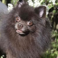 VIKTOR  kluger, fröhlicher Spitz, Hund zur Adoption