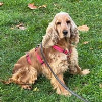 Fruzsi, hübsche Cocker Spaniel Dame, Hündin zur Adoption
