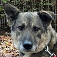 Lonka-verschmuste, liebe Hündin, 42 cm, Hündin zur Adoption