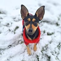 Schoko - verträglich mit Hund/Katze/Kind, Hund zur Adoption