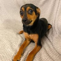 Ronja - anhänglich&verschmust, Hündin zur Adoption