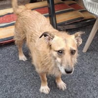 Hettike in 92237 Sulzbach-Rosenberg °, Hündin zur Adoption