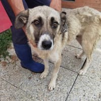 Callela - kinderliebe Familienhündin, Hündin zur Adoption