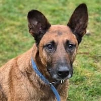 BELLA 3 sucht Familienanschluss, Hündin zur Adoption