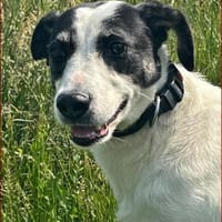 Paulines tolle Veränderung, Hündin zur Adoption