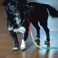 Tammy, Hündin zur Adoption