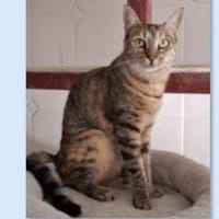 Lusi - lieb, sozial und eher ruhig, Katze zur Adoption