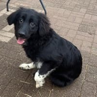 Fluffy, Hündin zur Adoption