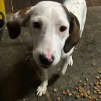 White Girly, Hündin zur Adoption