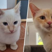 Amaya & Flöckchen..., Katze zur Adoption