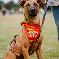 Rüde Moritz sucht aktives Zuhause, Hund zur Adoption