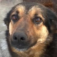 Raya, wartet schon ihr ganzes Leben (8J), Hündin zur Adoption