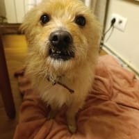 Roger sucht dringend Familenanschluß, Hund zur Adoption