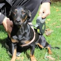 Hubertus: Clever und verschmust, Hund zur Adoption