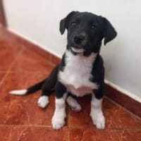 kleine süße Mila, Hündin zur Adoption