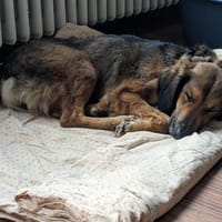 Roma 🧡 in Deutschland in Pflegestelle, Hündin zur Adoption