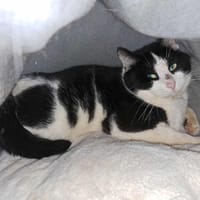 FELIX, chat à adopter