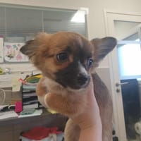 MIRA QCN, chienne à adopter