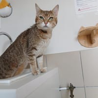 EVORA, chatte à adopter