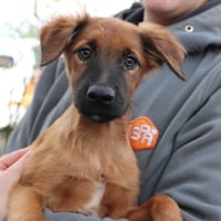 Harley, chien à adopter