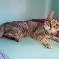 GRISETTE, chatte à adopter