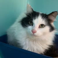 Léonie, chatte à adopter