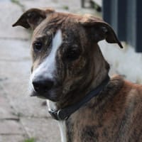 Cherkane, chien à adopter