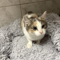Kimy, chatte à adopter