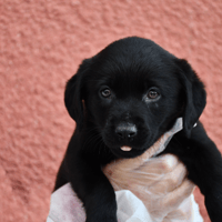 QUEEN, chienne à adopter