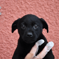 LADY, chienne à adopter