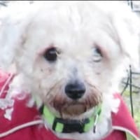 OUPETTE, chienne à adopter