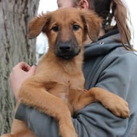 Hootch, chien à adopter